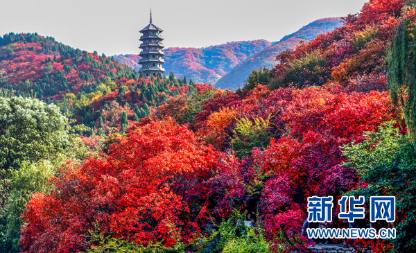 The four thousand acres of red-leaf forest in Jinan Hongye Valley is full of picturesque