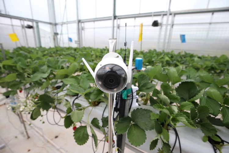 首届草莓AI种植比赛：AI队平均超过顶尖农人队