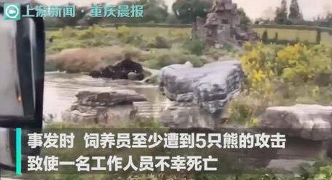 上海野生动物园群熊伤人救援画面曝光，饲养员至少遭到5只熊围攻