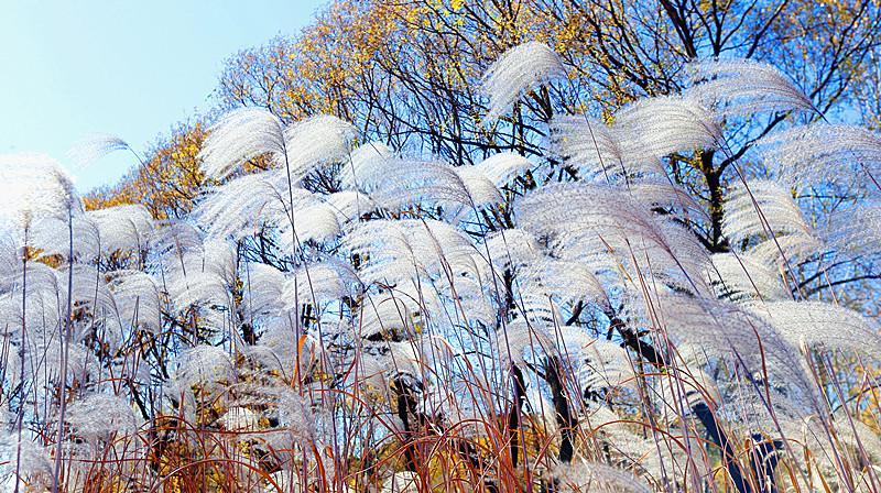 合阳县：定国水库秋光美