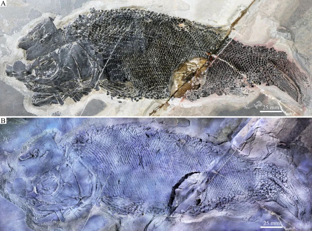 “云南暴鱼”见证三叠纪海洋生物复苏
