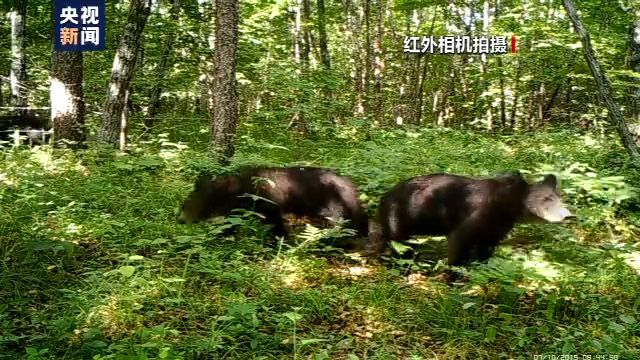 小兴安岭首次发现东北虎吃熊影像证据