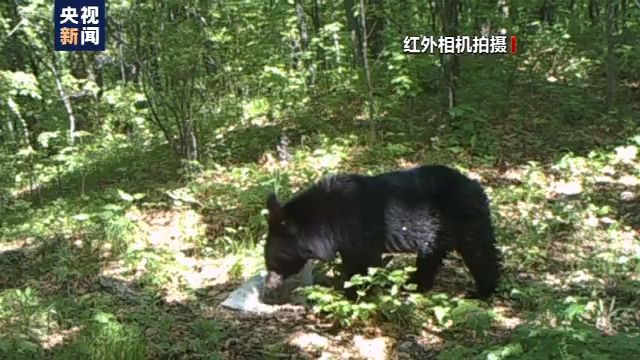 小兴安岭首次发现东北虎吃熊影像证据