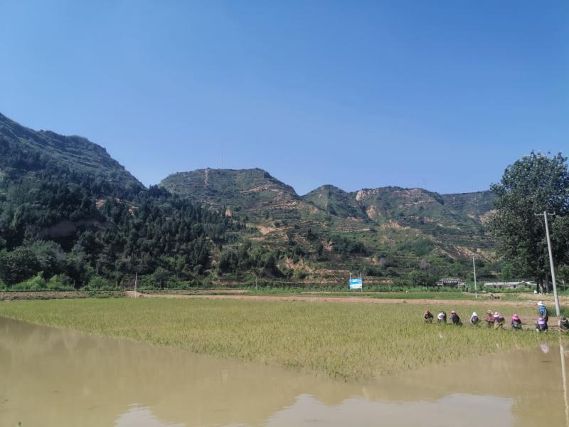 走,，帶你去看看陜西合陽縣岔峪村的生態(tài)稻田蟹