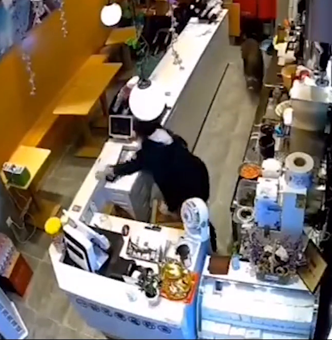 南京一头野猪狂奔进奶茶店乱撞 女店员飞身翻桌躲猪