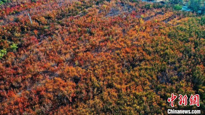 Ten thousand mu of apricot garden in Tuokexun County, Xinjiang interprets colorful autumn