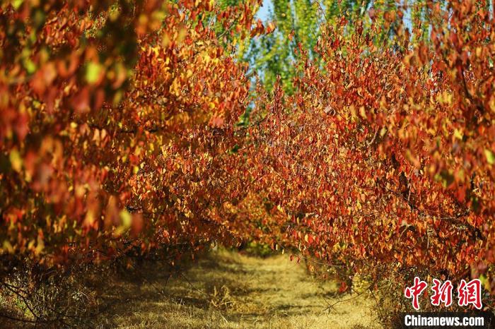 Ten thousand mu of apricot garden in Tuokexun County, Xinjiang interprets colorful autumn