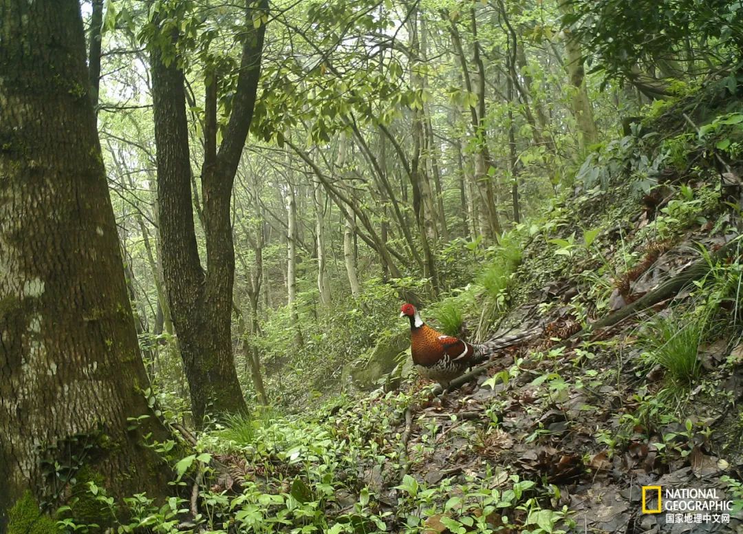 This mountain in Anhui has finally recovered