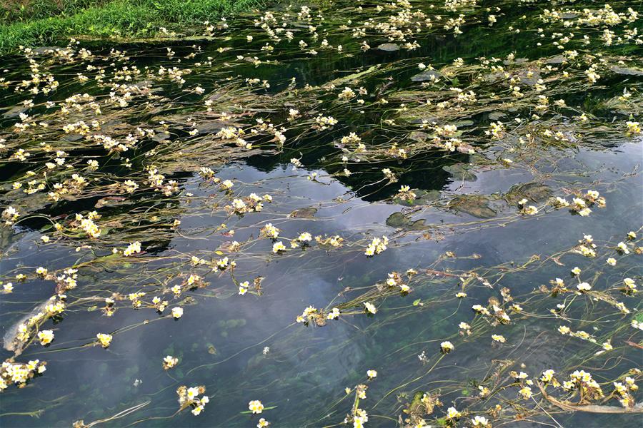 Du'an, Guangxi: Full of Flowers in Late Autumn