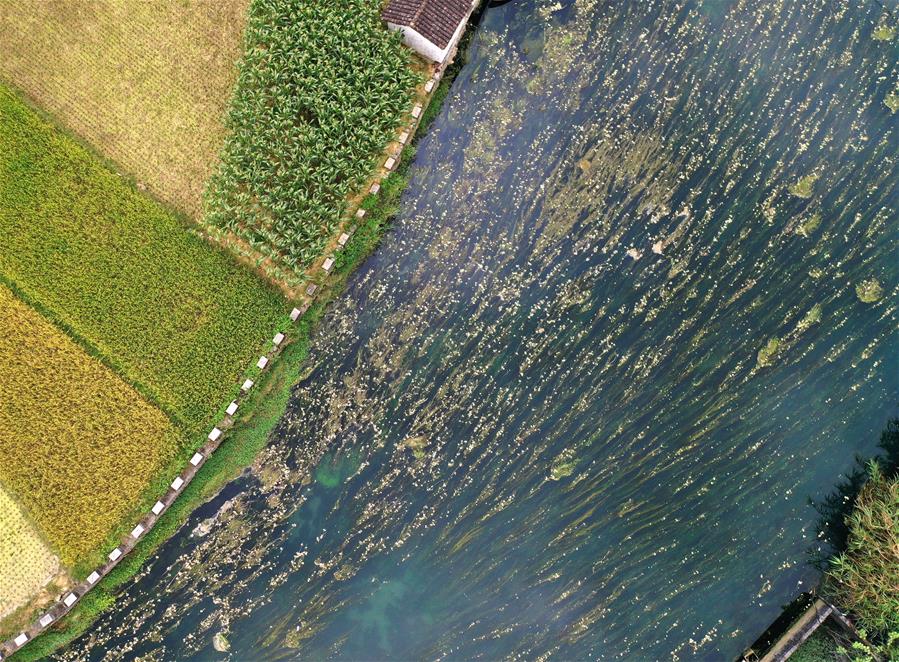 Du'an, Guangxi: Full of Flowers in Late Autumn