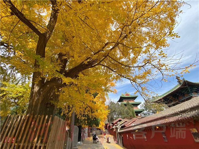 Thousand-year ginkgo wearing golden armor