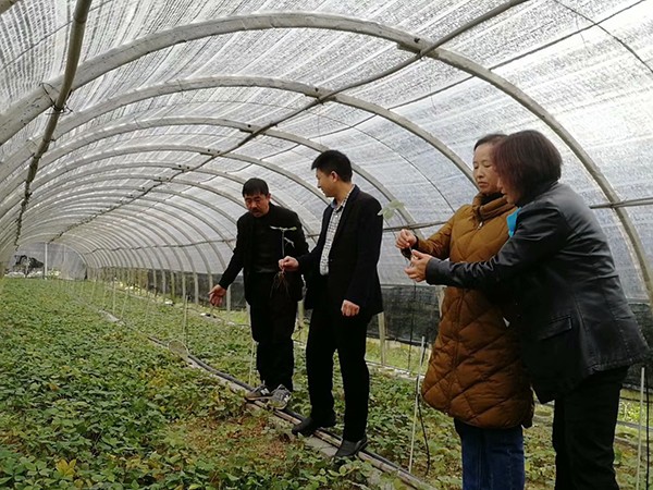 巧家县政协开展民族民间中医药传承与发展专题调研