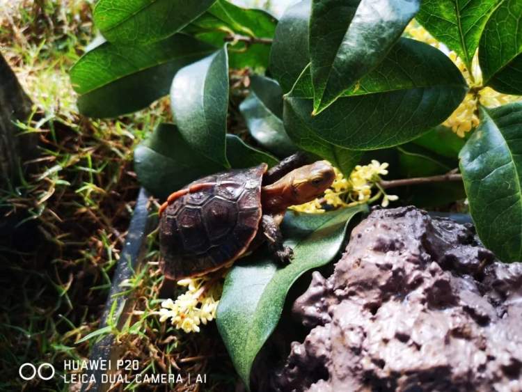 上海动物园首次成功繁殖黄缘闭壳龟，是国家二级保护动物，取名“呆呆”