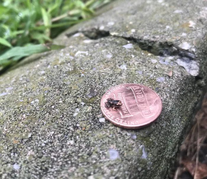 分娩前后两天的脚踝差距居然这么大！这组神奇的对比照太有趣了