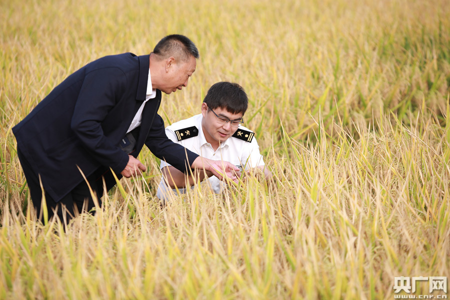 袁隆平院士绿色有机水稻示范基地落户海关帮扶村