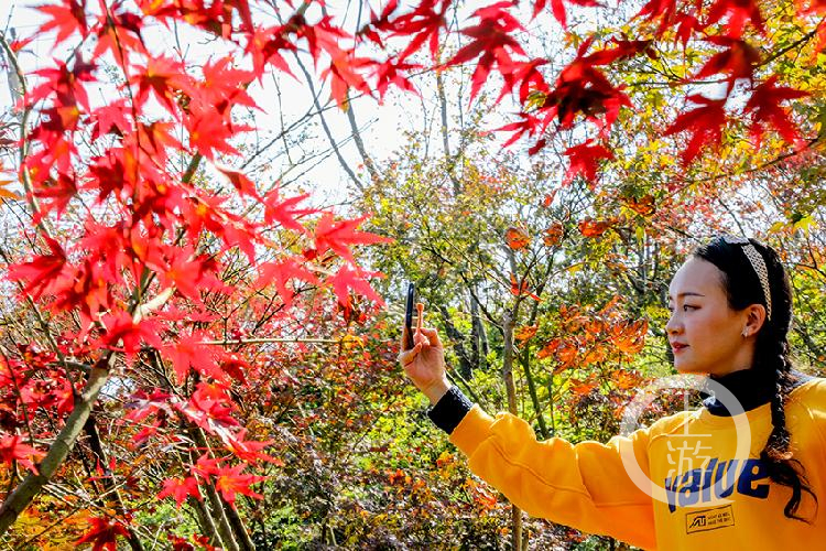 漫步天坪山 红枫总相伴
