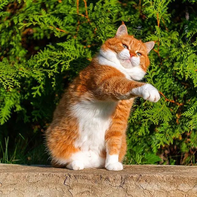 长得像招财猫的橘猪,一动起来,居然有"猛虎出山"的气场