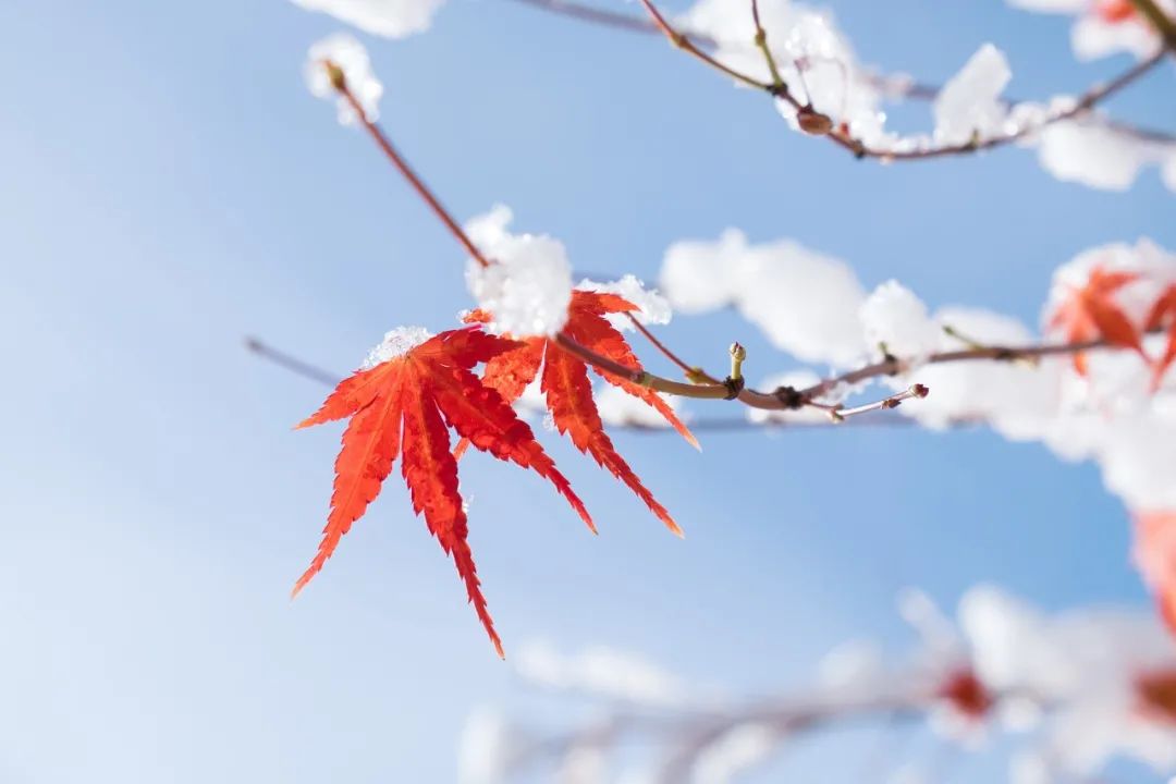 今日小雪｜天冷冬深 愿歲月安暖