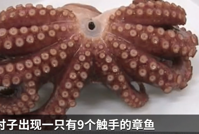 日本沿海现变异九足章鱼,专家称或与核辐射有关,渔夫:平生第一次看到