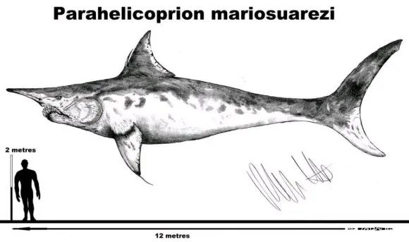 困扰学界百年的一盘鲨鱼牙——旋齿鲨