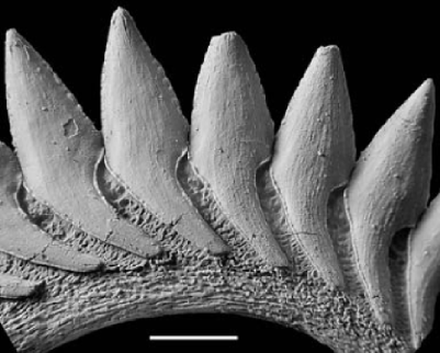 直到1907年,美国爱荷华州也发现了这样的螺旋排列的牙齿化石,证明这些