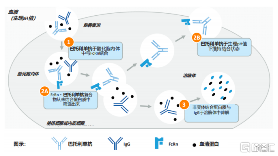 和铂医药-B（02142.HK）：今日启动招股，贝莱德基石领投，FcRn抗体产品亮点突出