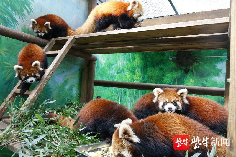 再创奇迹！常州淹城野生动物世界一年繁育12只红熊猫