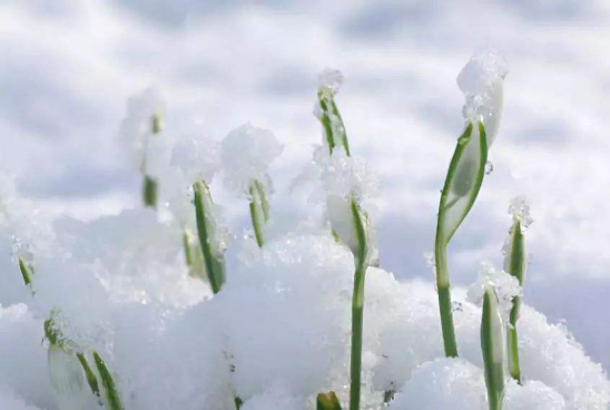 今日大雪，“假”日在即