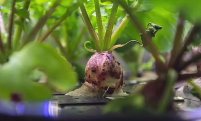 NASA收获史上首批太空萝卜，网友：吃了会有超能力吗？