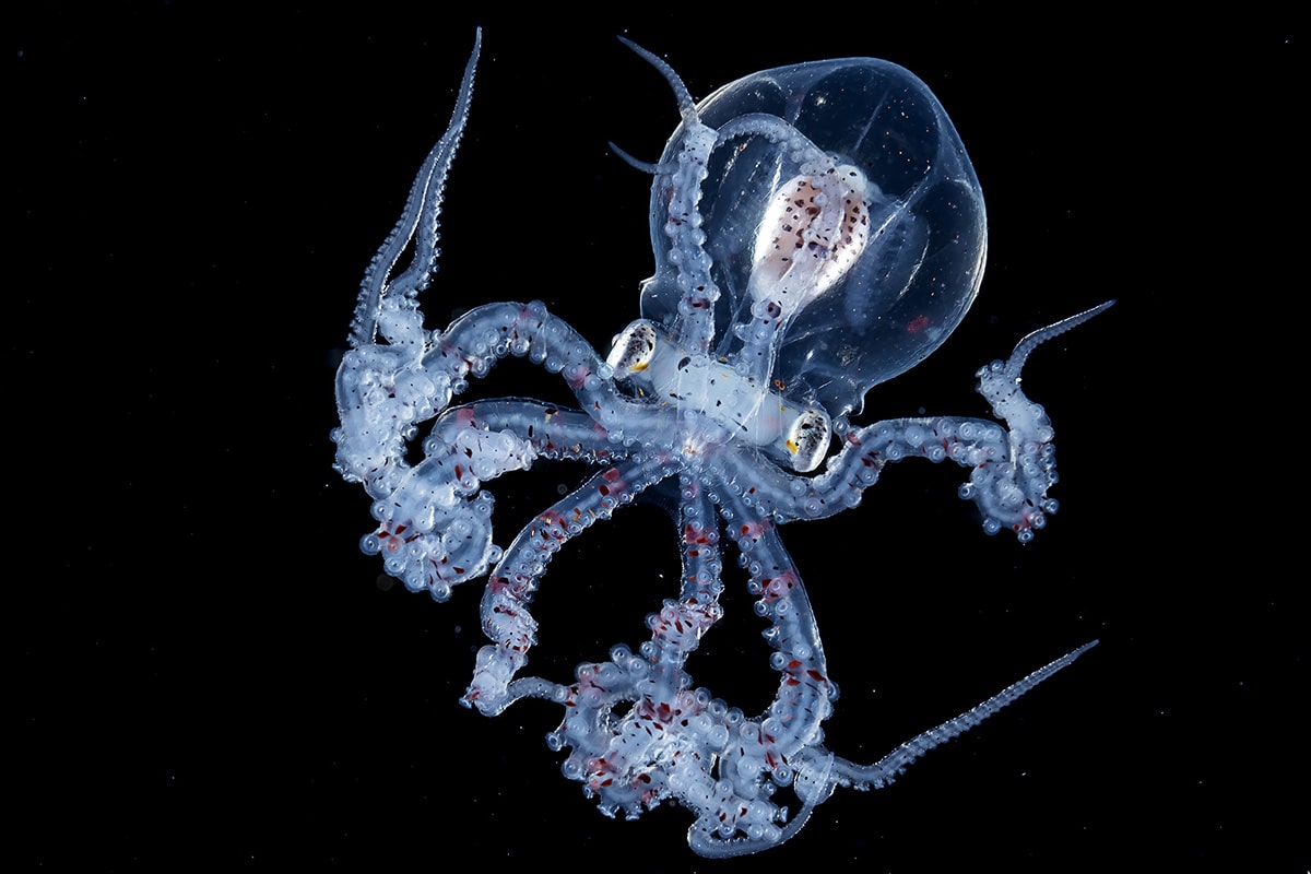 摄影师捕捉到拥有透明头部的深海章鱼