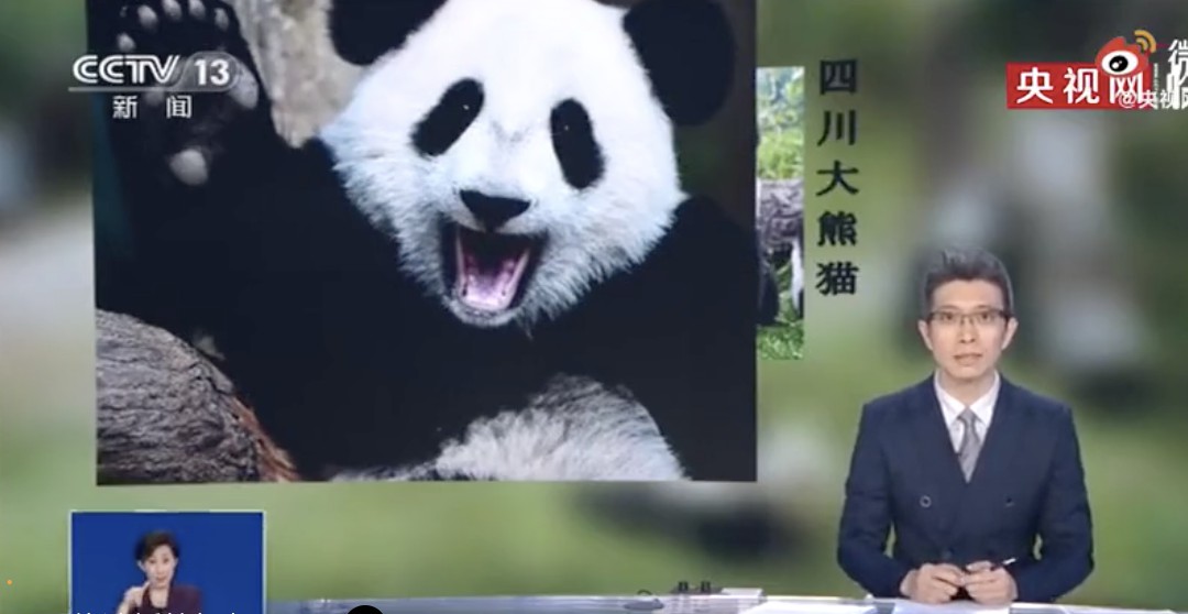 中国竟有两种大熊猫？但它们却不算“很熟”……