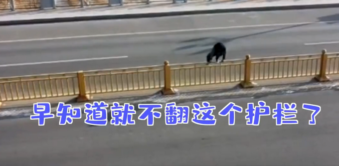 特别的缘分？男子翻护栏被卡获交警“公主抱”，监控画面令网友笑出屏幕