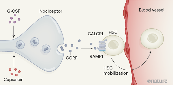 ����Ȼ���������ܴٽ���Ѫ����ѧ�ҷ���ʹ���񾭴ٽ���Ѫ�Ļ��ƣ��������������ڶ�Ա�����е���Ѫ��ϸ��ح��ѧ����