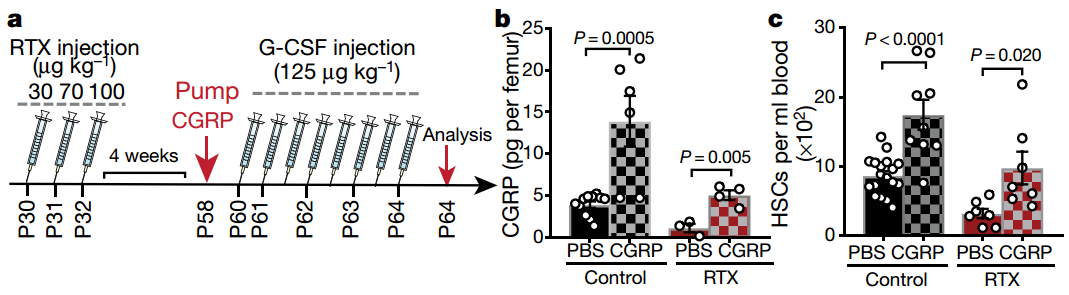 ����Ȼ���������ܴٽ���Ѫ����ѧ�ҷ���ʹ���񾭴ٽ���Ѫ�Ļ��ƣ��������������ڶ�Ա�����е���Ѫ��ϸ��ح��ѧ����