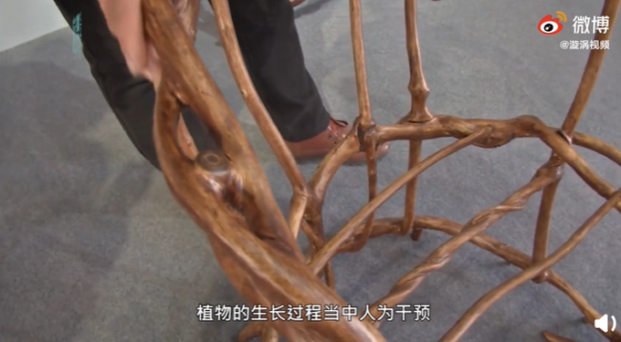 山东小伙用8年种出天然椅子,网友:一棵树一把椅,高手在民间
