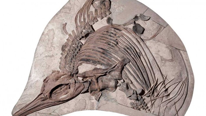 史前“海龙”化石在英吉利海峡被发现