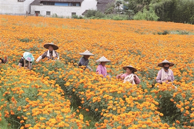 腾冲生物医药为“大健康”植沃培土