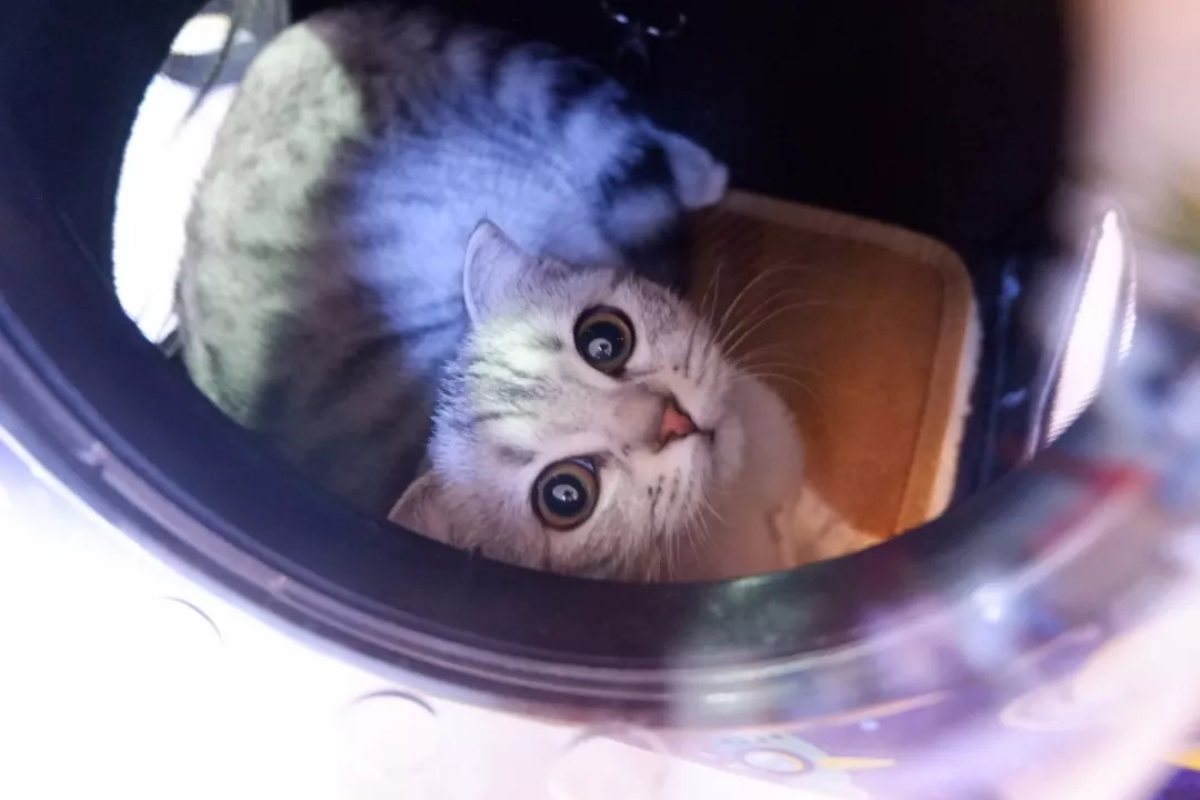 With this piece of photograph, leave 2020