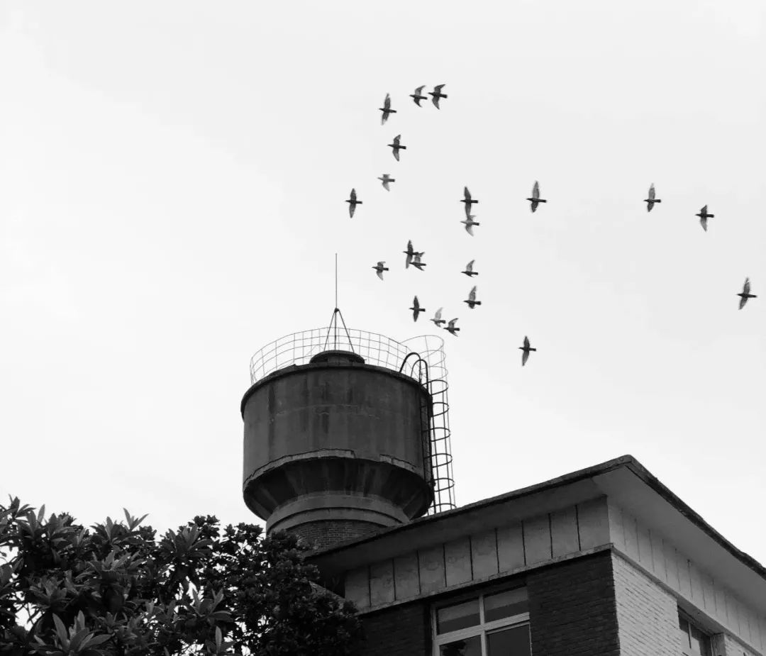 With this piece of photograph, leave 2020