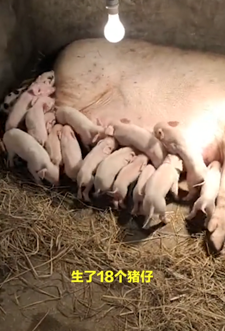 母猪生18只崽主人陪产3天不敢离只有16个乳头怕吃不上奶