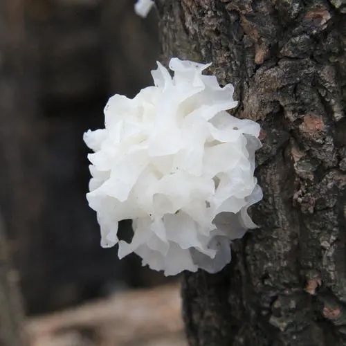 健康 | 銀耳如何吃得營養(yǎng)又安全？