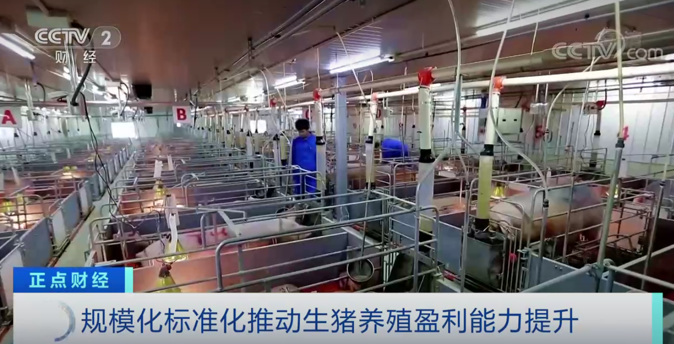 生猪价格高位运行，“猪期货”为养殖业提供新