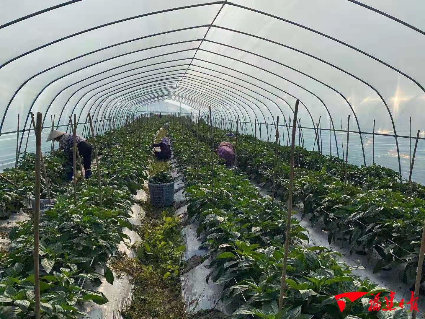 Instruct how: Green pepper happy event greets hot day of harvest season fire to become rich busy