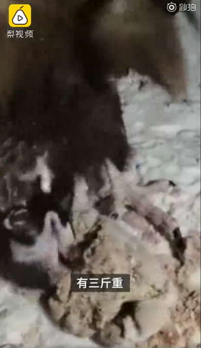 每天6斤肉！被放生秃鹫飞回警局“讨食”，网友：赖上警察叔叔了？