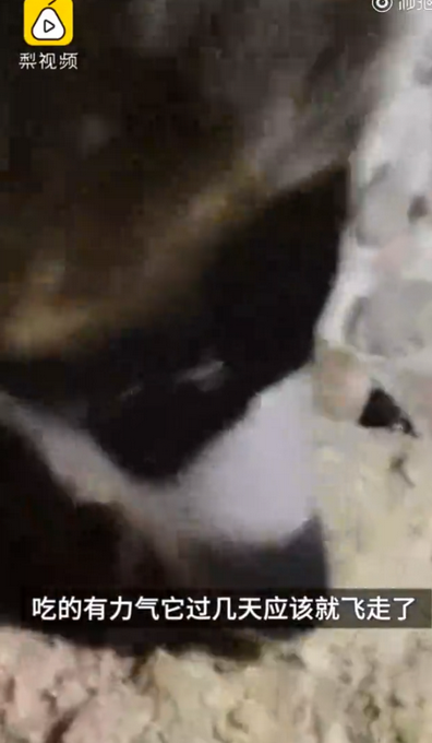 每天6斤肉！被放生秃鹫飞回警局“讨食”，网友：赖上警察叔叔了？