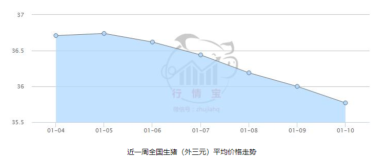 New China live pig of ｜ of finance and economics period present price case double drop the industry anticipates " the pig is periodic " or perch is down