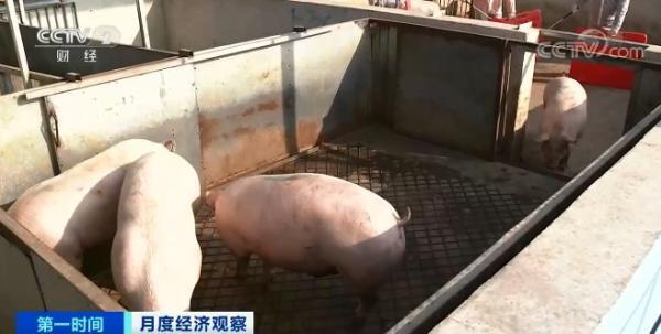 Consumption is pulled move countrywide pork price to rise continuously