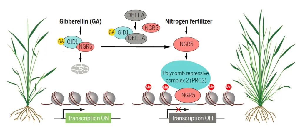 前沿 | 中国生命科学十大进展揭晓！两项新冠病毒研究入选