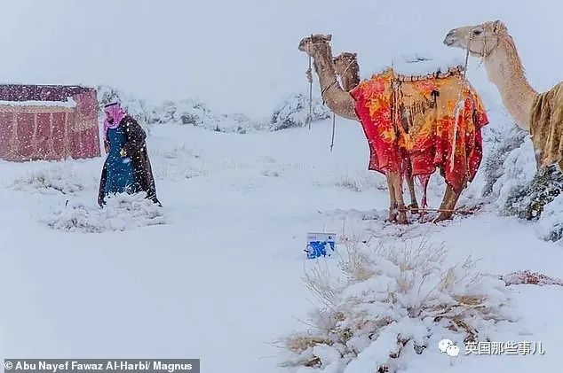 撒哈拉沙漠又下雪了！一缕白雪一缕黄沙，看着有点像童年的奶糖…？