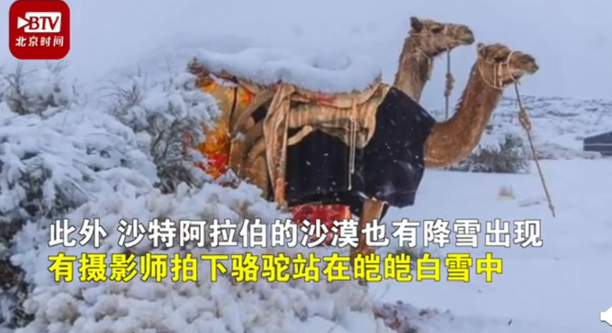 沙漠|骆驼在撒哈拉沙漠雪中漫步 真是神奇的大自然